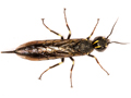 Xiphydria longicollis